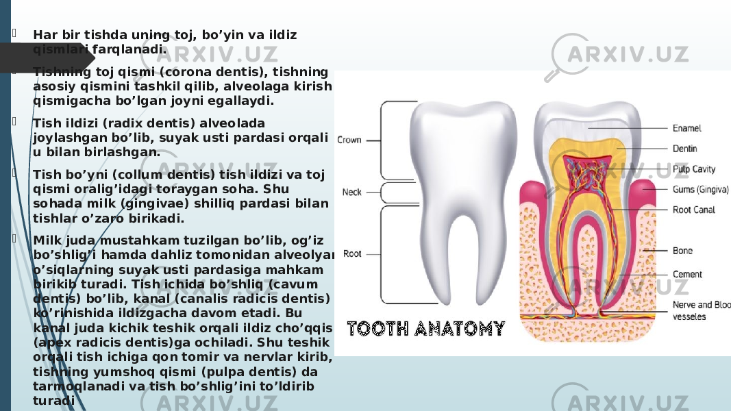  Har bir tishda uning toj, bo’yin va ildiz qismlari farqlanadi.  Tishning toj qismi (corona dentis), tishning asosiy qismini tashkil qilib, alveolaga kirish qismigacha bo’lgan joyni egallaydi.  Tish ildizi (radix dentis) alveolada joylashgan bo’lib, suyak usti pardasi orqali u bilan birlashgan.  Tish bo’yni (collum dentis) tish ildizi va toj qismi oralig’idagi toraygan soha. Shu sohada milk (gingivae) shilliq pardasi bilan tishlar o’zaro birikadi.  Milk juda mustahkam tuzilgan bo’lib, og’iz bo’shlig’i hamda dahliz tomonidan alveolyar o’siqlarning suyak usti pardasiga mahkam birikib turadi. Tish ichida bo’shliq (cavum dentis) bo’lib, kanal (canalis radicis dentis) ko’rinishida ildizgacha davom etadi. Bu kanal juda kichik teshik orqali ildiz cho’qqisi (apex radicis dentis)ga ochiladi. Shu teshik orqali tish ichiga qon tomir va nervlar kirib, tishning yumshoq qismi (pulpa dentis) da tarmoqlanadi va tish bo’shlig’ini to’ldirib turadi 