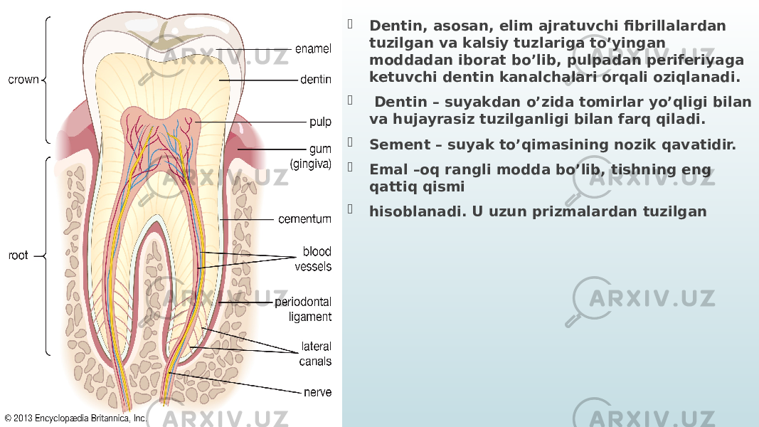  Dentin, asosan, elim ajratuvchi fibrillalardan tuzilgan va kalsiy tuzlariga to’yingan moddadan iborat bo’lib, pulpadan periferiyaga ketuvchi dentin kanalchalari orqali oziqlanadi.  Dentin – suyakdan o’zida tomirlar yo’qligi bilan va hujayrasiz tuzilganligi bilan farq qiladi.  Sement – suyak to’qimasining nozik qavatidir.  Emal –oq rangli modda bo’lib, tishning eng qattiq qismi  hisoblanadi. U uzun prizmalardan tuzilgan 