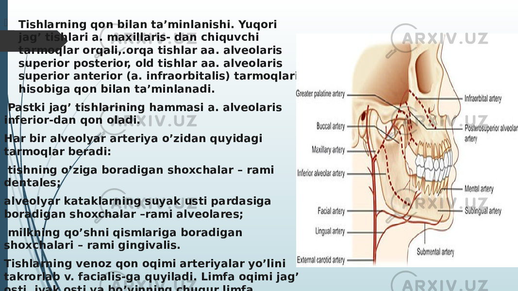  Tishlarning qon bilan ta’minlanishi. Yuqori jag’ tishlari a. maxillaris- dan chiquvchi tarmoqlar orqali,.orqa tishlar aa. alveolaris superior posterior, old tishlar aa. alveolaris superior anterior (a. infraorbitalis) tarmoqlari hisobiga qon bilan ta’minlanadi. Pastki jag’ tishlarining hammasi a. alveolaris inferior-dan qon oladi. Har bir alveolyar arteriya o’zidan quyidagi tarmoqlar beradi: tishning o’ziga boradigan shoxchalar – rami dentales; alveolyar kataklarning suyak usti pardasiga boradigan shoxchalar –rami alveolares; milkning qo’shni qismlariga boradigan shoxchalari – rami gingivalis. Tishlarning venoz qon oqimi arteriyalar yo’lini takrorlab v. facialis-ga quyiladi. Limfa oqimi jag’ osti, iyak osti va bo’yinning chuqur limfa tugunlariga quyiladi. 