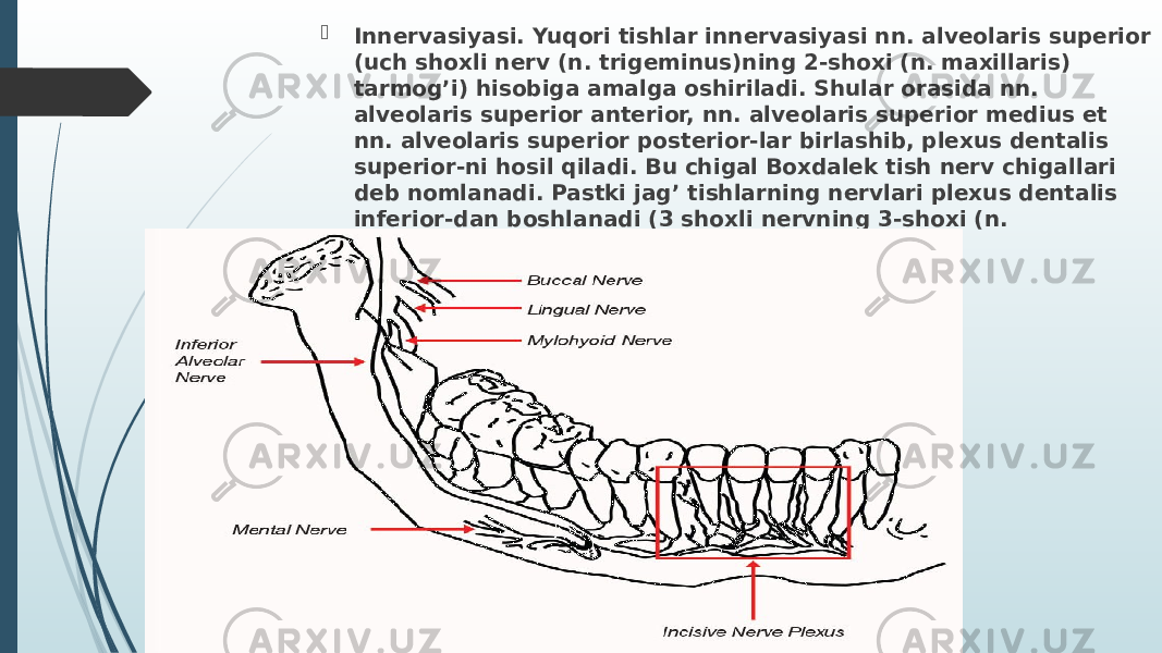  Innervasiyasi. Yuqori tishlar innervasiyasi nn. alveolaris superior (uch shoxli nerv (n. trigeminus)ning 2-shoxi (n. maxillaris) tarmog’i) hisobiga amalga oshiriladi. Shular orasida nn. alveolaris superior anterior, nn. alveolaris superior medius et nn. alveolaris superior posterior-lar birlashib, plexus dentalis superior-ni hosil qiladi. Bu chigal Boxdalek tish nerv chigallari deb nomlanadi. Pastki jag’ tishlarning nervlari plexus dentalis inferior-dan boshlanadi (3 shoxli nervning 3-shoxi (n. mandibularis) tarmog’i - n. alveolaris inferior). 