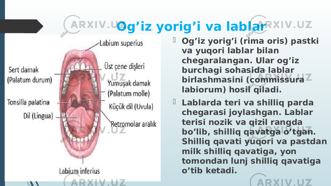 Og’iz yorig’i va lablar  Og’iz yorig’i (rima oris) pastki va yuqori lablar bilan chegaralangan. Ular og’iz burchagi sohasida lablar birlashmasini (commissura labiorum) hosil qiladi.  Lablarda teri va shilliq parda chegarasi joylashgan. Lablar terisi nozik va qizil rangda bo’lib, shilliq qavatga o’tgan. Shilliq qavati yuqori va pastdan milk shilliq qavatiga, yon tomondan lunj shilliq qavatiga o’tib ketadi. 