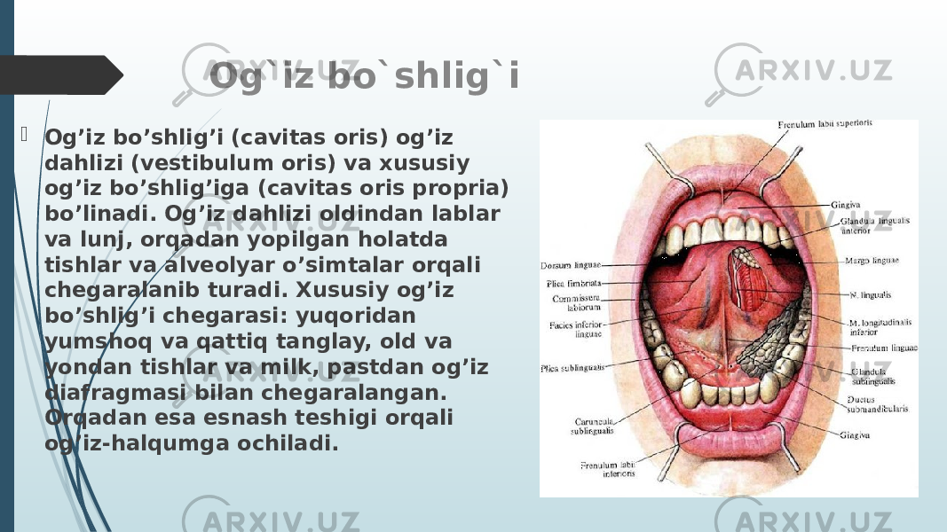 Og`iz bo`shlig`i  Og’iz bo’shlig’i (cavitas oris) og’iz dahlizi (vestibulum oris) va xususiy og’iz bo’shlig’iga (cavitas oris propria) bo’linadi. Og’iz dahlizi oldindan lablar va lunj, orqadan yopilgan holatda tishlar va alveolyar o’simtalar orqali chegaralanib turadi. Xususiy og’iz bo’shlig’i chegarasi: yuqoridan yumshoq va qattiq tanglay, old va yondan tishlar va milk, pastdan og’iz diafragmasi bilan chegaralangan. Orqadan esa esnash teshigi orqali og’iz-halqumga ochiladi. 