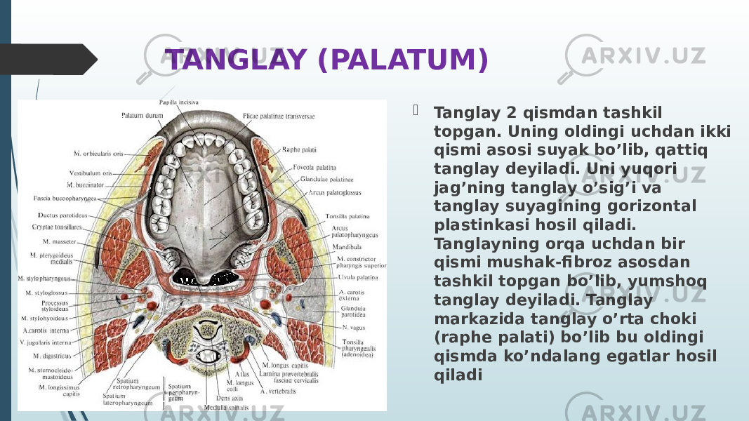 TANGLAY (PALATUM)  Tanglay 2 qismdan tashkil topgan. Uning oldingi uchdan ikki qismi asosi suyak bo’lib, qattiq tanglay deyiladi. Uni yuqori jag’ning tanglay o’sig’i va tanglay suyagining gorizontal plastinkasi hosil qiladi. Tanglayning orqa uchdan bir qismi mushak-fibroz asosdan tashkil topgan bo’lib, yumshoq tanglay deyiladi. Tanglay markazida tanglay o’rta choki (raphe palati) bo’lib bu oldingi qismda ko’ndalang egatlar hosil qiladi 