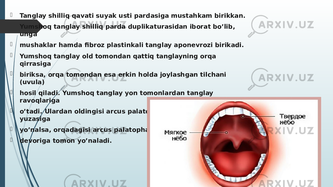  Tanglay shilliq qavati suyak usti pardasiga mustahkam birikkan.  Yumshoq tanglay shilliq parda duplikaturasidan iborat bo’lib, unga  mushaklar hamda fibroz plastinkali tanglay aponevrozi birikadi.  Yumshoq tanglay old tomondan qattiq tanglayning orqa qirrasiga  biriksa, orqa tomondan esa erkin holda joylashgan tilchani (uvula)  hosil qiladi. Yumshoq tanglay yon tomonlardan tanglay ravoqlariga  o’tadi. Ulardan oldingisi arcus palatoglossus tilning yon yuzasiga  yo’nalsa, orqadagisi arcus palatopharyngeus halqumning yon  devoriga tomon yo’naladi. 