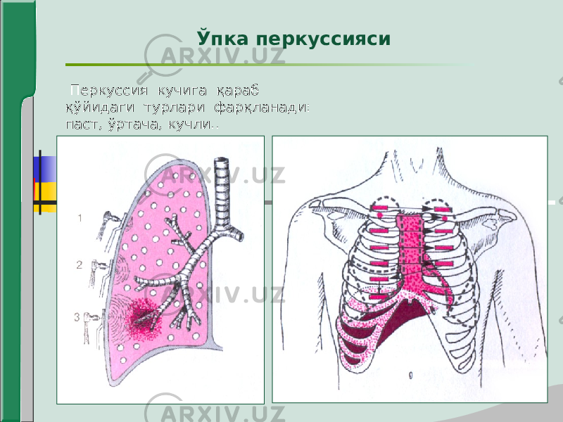  Перкуссия кучига қараб қўйидаги турлари фарқланади: паст, ўртача, кучли.. Ўпка перкуссияси 