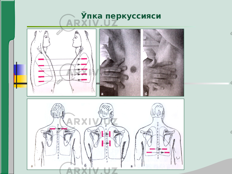 Ўпка перкуссияси 