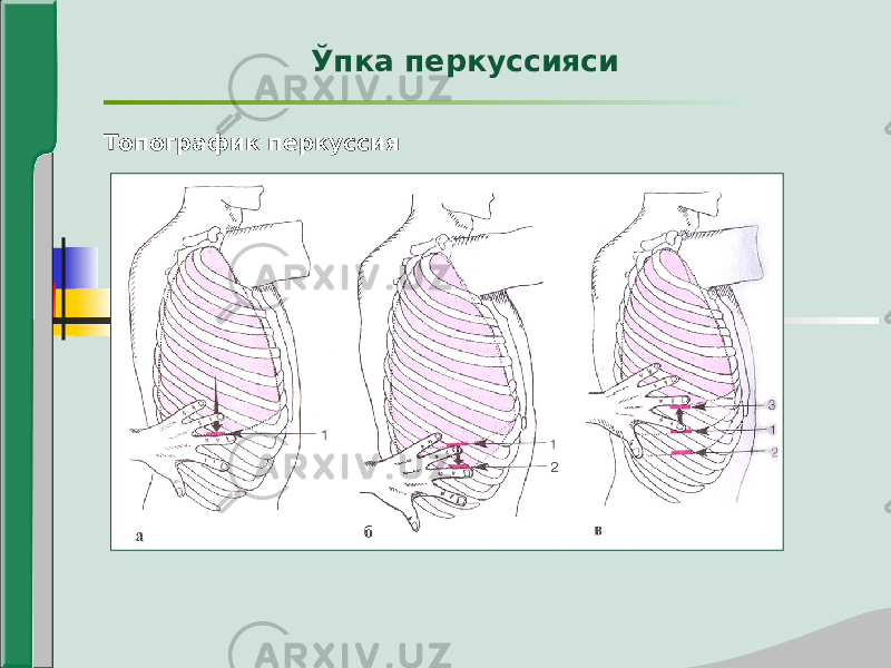 Топографик перкуссия Ўпка перкуссияси 