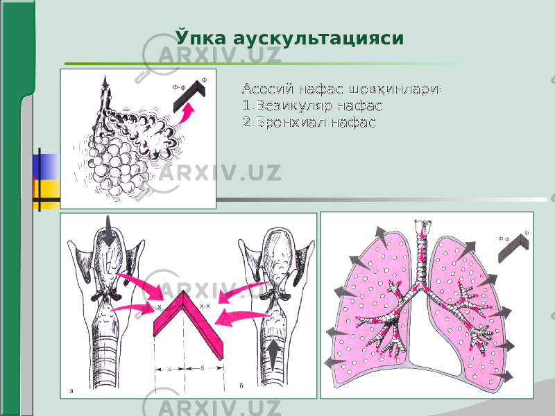 Асосий нафас шовқинлари: 1.Везикуляр нафас 2.Бронхиал нафасЎпка аускультацияси 