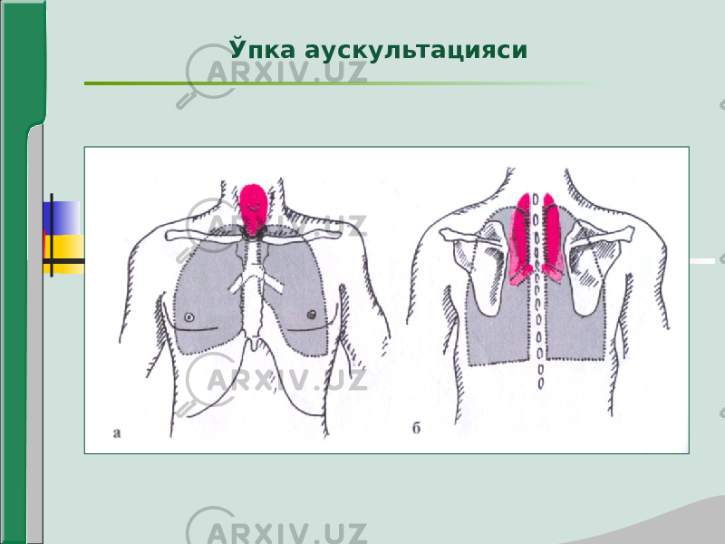 Ўпка аускультацияси 