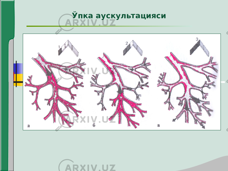 Ўпка аускультацияси 