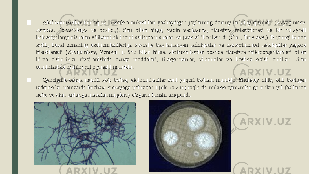 ■ Aktinomitsetlar tuproq va rizosfera mikroblari yashaydigan joylarning doimiy tarkibiy qismidir (Zvyagintsev, Zenova, Polyanskaya va boshq.,). Shu bilan birga, yaqin vaqtgacha, rizosfera mikroflorasi va bir hujayrali bakteriyalarga nisbatan e’tiborni aktinomitsetlarga nisbatan ko‘proq e’tibor berildi (Curl, Truelove,). Bugungi kunga kelib, bazal zonaning aktinomitsitlariga bevosita bag&#39;ishlangan tadqiqotlar va eksperimental tadqiqotlar yagona hisoblanadi (Zvyagintsev, Zenova, ). Shu bilan birga, aktinomitsetlar boshqa rizosfera mikroorganizmlari bilan birga o&#39;simliklar rivojlanishida ozuqa moddalari, fitogormonlar, vitaminlar va boshqa o&#39;sish omillari bilan ta&#39;minlashda muhim rol o&#39;ynashi mumkin. ■ Qanchalik ozuqa muxiti ko&#39;p bo&#39;lsa, aktinomitsetlar soni yuqori bo&#39;lishi mumkin. Shunday qilib, olib borilgan tadqiqotlar natijasida kuchsiz eroziyaga uchragan tipik bo&#39;z tuproqlarda mikroorganizmlar guruhlari yil fasllariga ko&#39;ra va ekin turlariga nisbatan miqdoriy o&#39;zgarib turishi aniqlandi. 