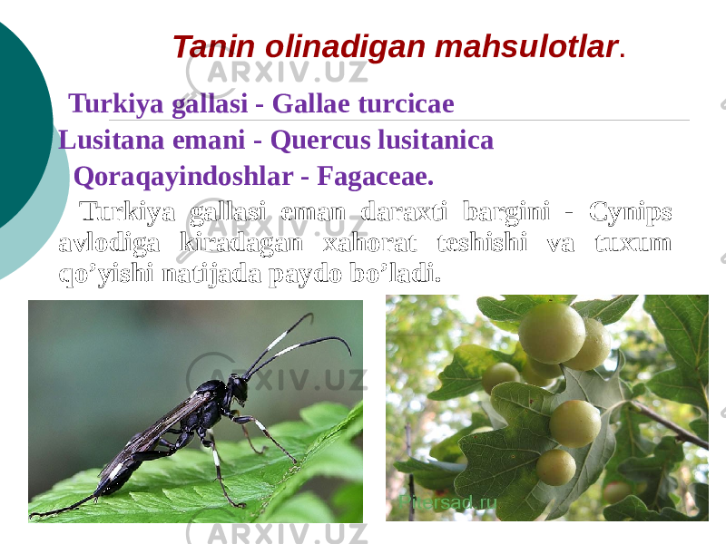 Tanin olinadigan mahsulotlar . Turkiya gallasi - Gallae turсicae Lusitana emani - Querсus lusitanica Qoraqayindoshlar - Fagaceae. Turkiya gallasi eman daraxti bargini - Cynips avlodiga kiradagan xahorat teshishi va tuxum qo’yishi natijada paydo bo’ladi. 