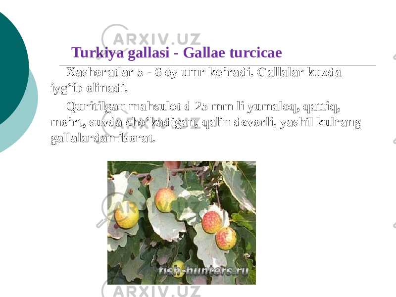  Turkiya gallasi - Gallae turсicae Xashoratlar 5 - 6 oy umr ko’radi. Gallalar kuzda iyg’ib olinadi. Quritilgan mahsulot d 25 mm li yumaloq, qattiq, mo’rt, suvda cho’kadigan, qalin dеvorli, yashil kulrang gallalardan iborat. 