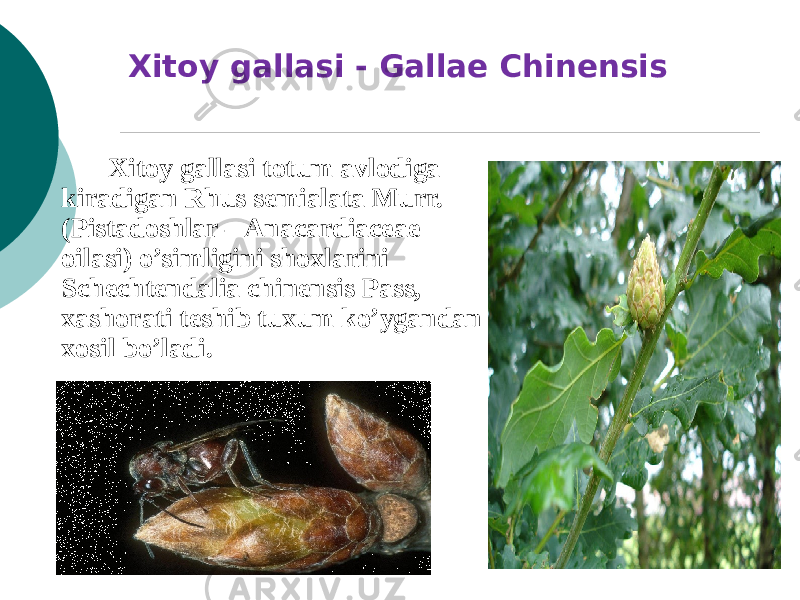 Xitoy gallasi - Gallae Chinensis Xitoy gallasi totum avlodiga kiradigan Rhus semialata Murr. (Pistadoshlar – Anacardiaceae oilasi) o’simligini shoxlarini Schechtendalia chinensis Pass, xashorati tеshib tuxum ko’ygandan xosil bo’ladi. 