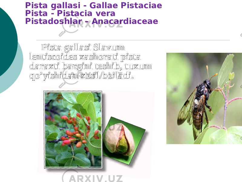 Pista gallasi - Gallae Pistaciae Pista - Pistacia vera Pistadoshlar – Anacardiaceae Pista gallasi Slavum lentiscoides xashorati pista daraxti bargini tеshib, tuxum qo’yishidan xosil bo’ladi. 