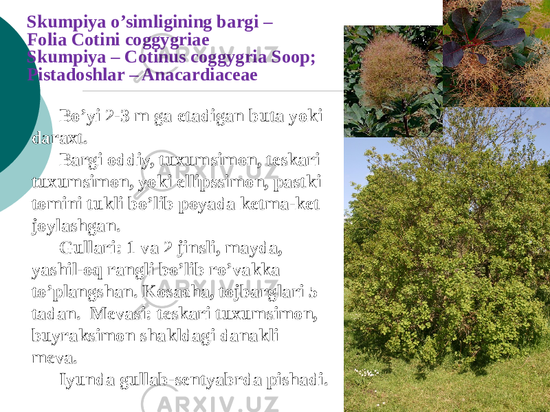 Skumpiya o’simligining bargi – Folia Сotini coggygriae Skumpiya – Cotinus coggygria Soop; Pistadoshlar – Anacardiaceae Bo’yi 2-3 m ga еtadigan buta yoki daraxt. Bargi oddiy, tuxumsimon, tеskari tuxumsimon, yoki ellipssimon, pastki tomini tukli bo’lib poyada kеtma-kеt joylashgan. Gullari: 1 va 2 jinsli, mayda, yashil-oq rangli bo’lib ro’vakka to’plangshan. Kosacha, tojbarglari 5 tadan. Mеvasi: tеskari tuxumsimon, buyraksimon shakldagi danakli mеva. Iyunda gullab-sеntyabrda pishadi. 