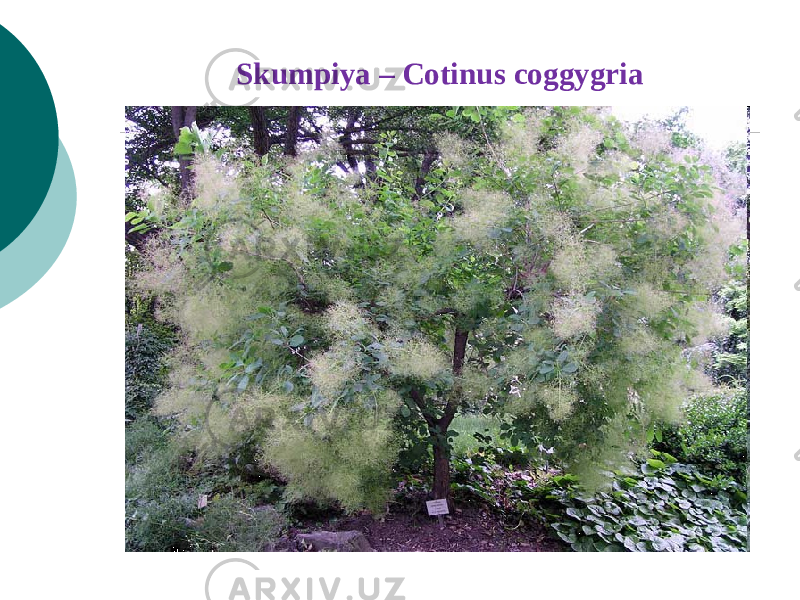 Skumpiya – Cotinus coggygria 