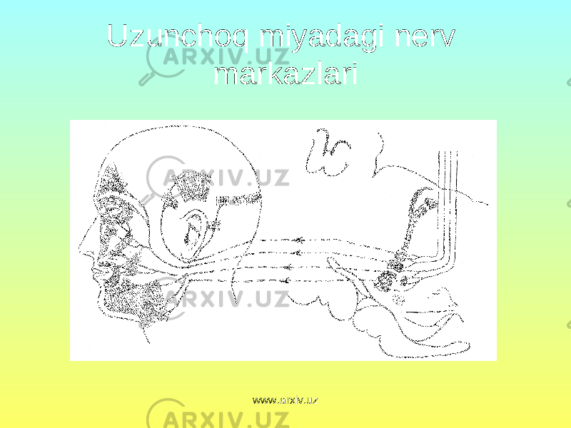 Uzunchoq miyadagi nerv markazlari www.arxiv.uz 