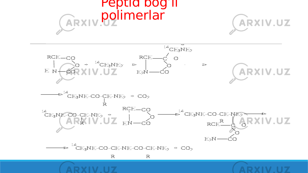 Peptid bog’li polimerlarH R C H C O N C O O + C H 3N H 2 14 R C H C H 2N C O O O - C H 3N H 2 14 + C H 3N H -C O -C H -N H 2 + C O 2 R C H 3N H -C O -C H -N H 2 + R H R C H C O N C O O C H 3N H -C O -C H -N H 2 R O - O C O H 2N C R C H 14 14 14 C H 3N H -C O -C H -N H -C O -C H -N H 2 + C O 2 R R 14 