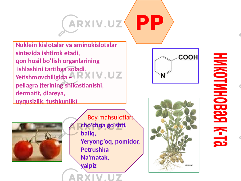 PP Nuklein kislotalar va aminokislotalar sintezida ishtirok etadi, qon hosil bo’lish organlarining ishlashini tartibga soladi. Yetishmovchiligida – pellagra (terining shikastlanishi, dermatit, diareya, uyqusizlik, tushkunlik) Boy mahsulotlar: cho&#39;chqa go&#39;shti, baliq, Yeryong’oq, pomidor, Petrushka Na’matak, yalpiz 