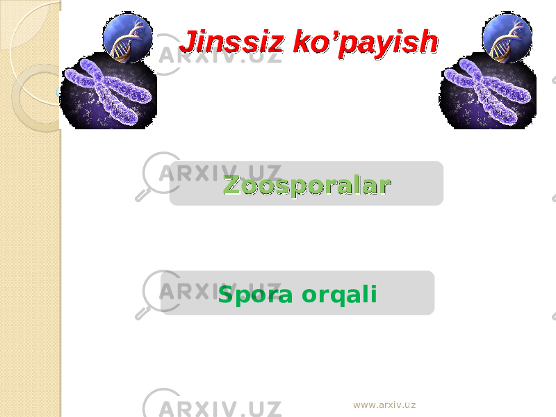 Jinssiz ko’payishJinssiz ko’payish ZoosporalarZoosporalar Spora orqali www.arxiv.uz 