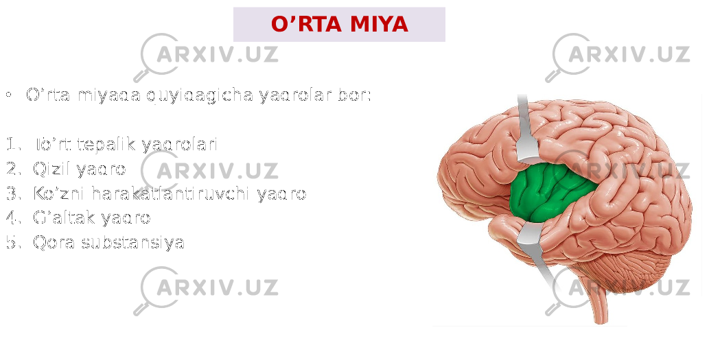 O’RTA MIYA • O’rta miyada quyidagicha yadrolar bor: 1. To’rt tepalik yadrolari 2. Qizil yadro 3. Ko’zni harakatlantiruvchi yadro 4. G’altak yadro 5. Qora substansiya 