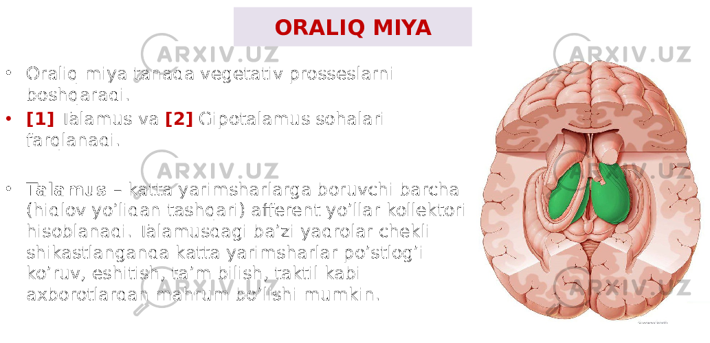 ORALIQ MIYA • Oraliq miya tanada vegetativ prosseslarni boshqaradi. • [1] Talamus va [2] Gipotalamus sohalari farqlanadi. • Talamus – katta yarimsharlarga boruvchi barcha (hidlov yo’lidan tashqari) afferent yo’llar kollektori hisoblanadi. Talamusdagi ba’zi yadrolar chekli shikastlanganda katta yarimsharlar po’stlog’i ko’ruv, eshitish, ta’m bilish, taktil kabi axborotlardan mahrum bo’lishi mumkin. 