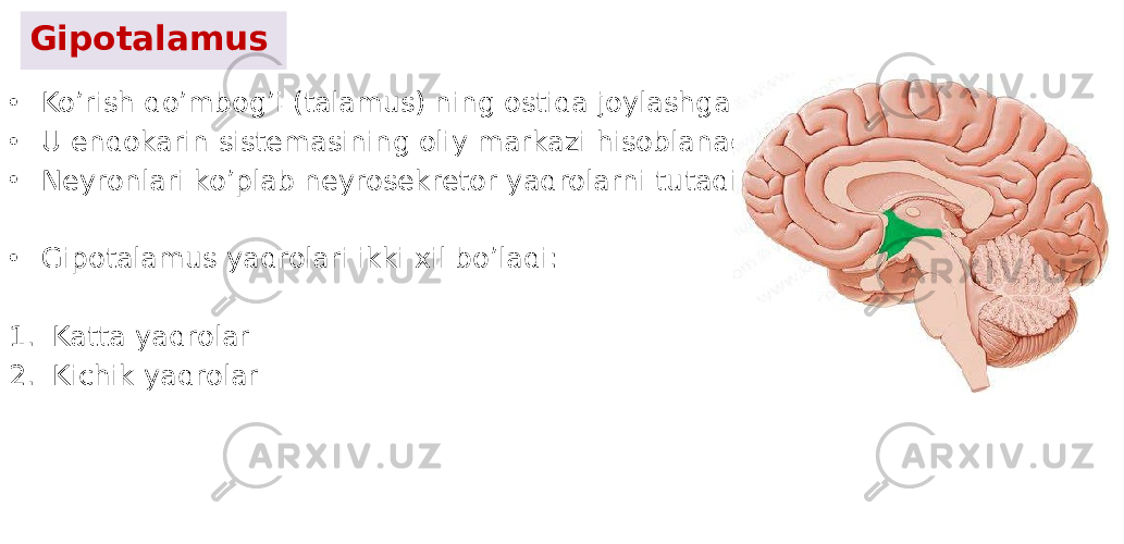 Gipotalamus • Ko’rish do’mbog’i (talamus) ning ostida joylashgan. • U endokarin sistemasining oliy markazi hisoblanadi. • Neyronlari ko’plab neyrosekretor yadrolarni tutadi. • Gipotalamus yadrolari ikki xil bo’ladi: 1. Katta yadrolar 2. Kichik yadrolar 