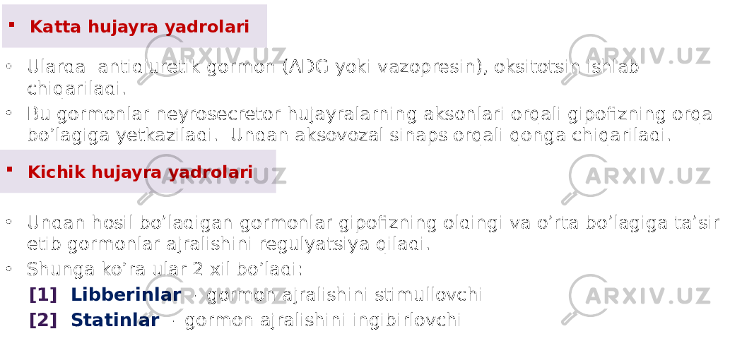  Katta hujayra yadrolari • Ularda antidiuretik gormon (ADG yoki vazopresin), oksitotsin ishlab chiqariladi. • Bu gormonlar neyrosecretor hujayralarning aksonlari orqali gipofizning orqa bo’lagiga yetkaziladi. Undan aksovozal sinaps orqali qonga chiqariladi.  Kichik hujayra yadrolari • Undan hosil bo’ladigan gormonlar gipofizning oldingi va o’rta bo’lagiga ta’sir etib gormonlar ajralishini regulyatsiya qiladi. • Shunga ko’ra ular 2 xil bo’ladi: [1] Libberinlar - gormon ajralishini stimullovchi [2] Statinlar - gormon ajralishini ingibirlovchi 