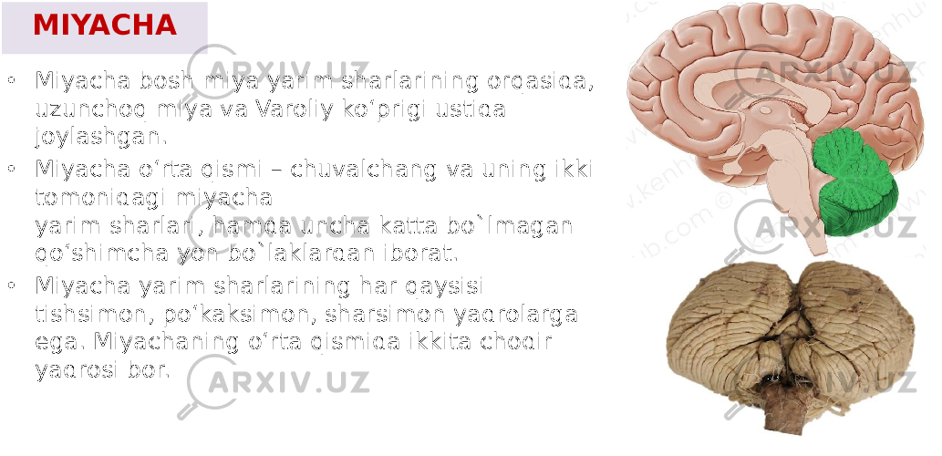 MIYACHA • Miyacha bosh miya yarim sharlarining orqasida, uzunchoq miya va Varoliy ko‘prigi ustida joylashgan. • Miyacha o‘rta qismi – chuvalchang va uning ikki tomonidagi miyacha yarim sharlari, hamda uncha katta bo`lmagan qo‘shimcha yon bo`laklardan iborat. • Miyacha yarim sharlarining har qaysisi tishsimon, po‘kaksimon, sharsimon yadrolarga ega. Miyachaning o‘rta qismida ikkita chodir yadrosi bor. 