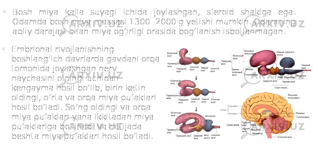 • Bosh miya kalla suyagi ichida joylashgan, sferoid shaklga ega. Odamda bosh miya massasi 1300 -2000 g yetishi mumkin. Odamning aqliy darajasi bilan miya og‘irligi orasida bog‘lanish isbotlanmagan. • Embrional rivojlanishning boshlang‘ich davrlarda gavdani orqa tomonida joylashgan nerv naychasini oldingi uchidan kengayma hosil bo‘lib, birin ketin oldingi, o‘rta va orqa miya pufaklari hosil bo‘ladi. So‘ng oldingi va orqa miya pufaklari yana ikkitadan miya pufaklariga bo‘linadi va natijada beshta miya pufaklari hosil bo‘ladi. 