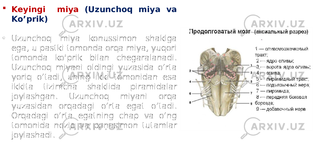  Keyingi miya (Uzunchoq miya va Ko’prik) • Uzunchoq miya konussimon shaklga ega, u pastki tomonda orqa miya, yuqori tomonda ko’prik bilan chegaralanadi. Uzunchoq miyani oldingi yuzasida o‘rta yoriq o‘tadi, uning ikki tomonidan esa ikkita tizimcha shaklida piramidalar joylashgan. Uzunchoq miyani orqa yuzasidan orqadagi o‘rta egat o‘tadi. Orqadagi o‘rta egatning chap va o‘ng tomonida noziq va ponasimon tutamlar joylashadi. 