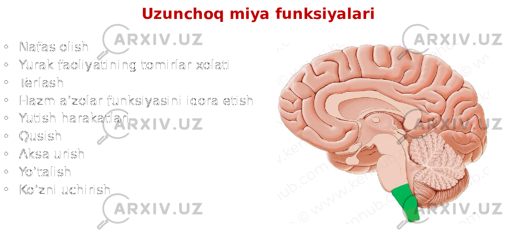 Uzunchoq miya funksiyalari • Nafas olish • Yurak faoliyatining tomirlar xolati • Terlash • Hazm a’zolar funksiyasini idora etish • Yutish harakatlari • Qusish • Aksa urish • Yo’talish • Ko’zni uchirish 