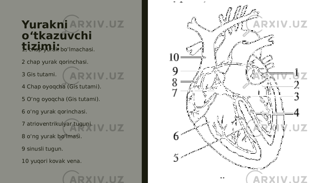 Yurakni o‘tkazuvchi tizimi: 1, chap yurak bo‘lmachasi. 2 chap yurak qorinchasi. 3 Gis tutami. 4 Chap oyoqcha (Gis tutami). 5 O‘ng oyoqcha (Gis tutami). 6 o‘ng yurak qorinchasi. 7 atrioventrikulyar tuguni. 8 o‘ng yurak bo‘lmasi. 9 sinusli tugun. 10 yuqori kovak vena. 