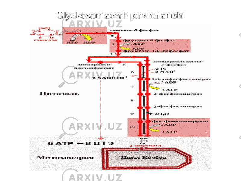 Glyukozani aerob parchalanishi 