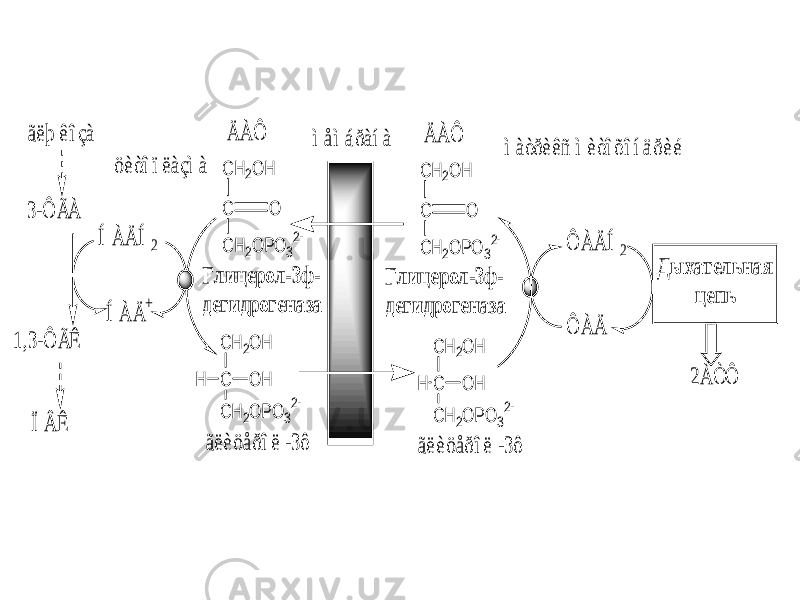 Í À Ä Í 2 Í À Ä + C H 2O H C C H 2O PO 3 2- C H 2O H C O C H 2O PO 3 2- O H H Ä À Ô ãëèöåðîë -3ô C H 2O H C C H 2O PO 3 2- C H 2O H C O C H 2O PO 3 2- O H H Ä À Ô ãëèöåðîë -3ô Ô À Ä Í 2 Ô À Ä Г лиц ерол-3ф - дегидрогеназа Г лицерол-3ф - дегидрогеназа Д ы хательная цепь 2À Ò Ô öèòîïëàçì à ì àòðèêñ ì èòîõîíäðèé ì åì áðàíà 3-Ô ÃÀ 1,3-Ô ÃÊ ãëþ êîçà Ï Â Ê 