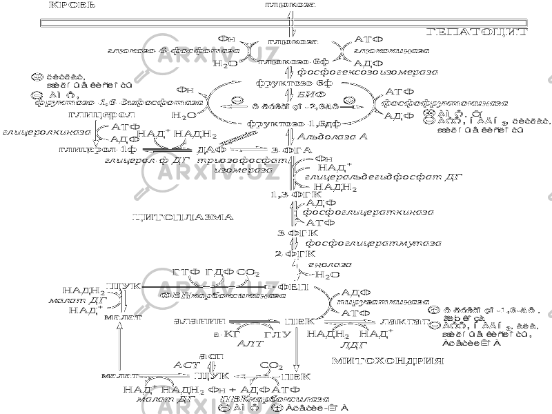 глю к оза гл ю к озо-6ф ф рук тозо-6ф ф рук тозо-1,6дф Д А Ф 3-Ф Г А 1,3-Ф Г К 2-Ф Г К 3-Ф Г К Ф Е П П В К ô ðóêòîçî-2,6äô Б И Ф А Т Ф А Т Ф А Д Ф Н 2О Ф н Н 2О Ф н глю кокиназа глю козо-6-ф осф от аза А Д Ф ф осф огексозоизом ераза ф осф оф рукт окиназа ф рукт озо-1,6-диф осф от аза А льдолаза А т риозоф осф ат изом ераза Н А Д Н 2 Н А Д + Ф н глицеральдегидф осф ат Д Г А Т Ф А Д Ф ф осф оглицерат киназа ф осф оглицерат м ут аза А Т Ф А Д Ф пируват киназа Н 2О енолаза Щ У К Г Т Ф Г Д Ф С О 2 Ф Е П карбоксикиназа П В К м ал ат м алат Щ У К А Т Ф Ф н + А Д Ф С О 2 Н А Д + Н А Д Н 2 Н А Д Н 2 Н А Д + м алат Д Г м алат Д Г П В К карбоксилаза л а к та т Н А Д + Н А Д Н 2 Л Д Г а л а н и н Г Л У а-К Г А Л Т М И Т О Х О Н Д Р И Я Ц И Т О П Л А ЗМ А гл ю к оза К Р О В Ь À Ì Ô , Ô í À ÒÔ , Í À Ä Í 2, öèòðàò, æèðíû å êèñëîòû À ÒÔ , Í À Ä Í 2, àëà, æèðíû å êèñëîòû , ÀöåòèëÊîÀ À Ì Ô а сп А С Т гл и ц ер о л гл и ц ерол -1ф А Т Ф А Д Ф глицеролкиназа Н А Д + Н А Д Н 2 глицерол-ф Д Г ô ðóêòîçî-1,6-äô , ãëþ êîçà À Ì Ô , Г Е П А Т О Ц И Т Àöåòèë-ÊîÀ öèòðàò, æèðíû å êèñëîòû 