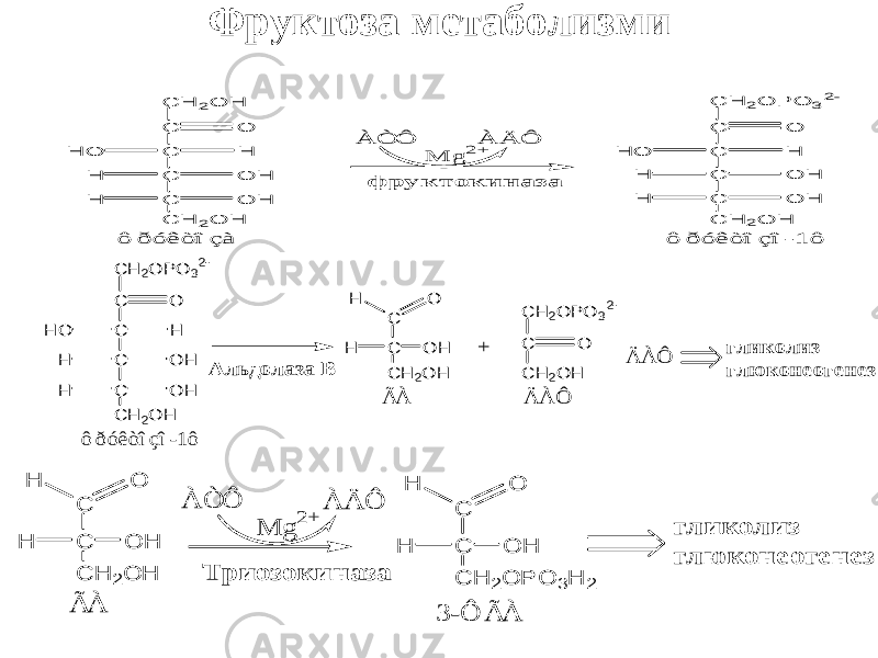 Фруктоза метаболизмиC H 2O H C C C C O H H O O H H C H 2O H O H H ф р у к т о к и н а з а ô ð ó ê ò î çà C H 2O P O 32- C C C C O H H O O H H C H 2O H O H H ô ð ó ê ò î ç î -1 ô À Ò Ô À Ä Ô M g 2+ А л ьдол аза В C H 2O P O 32- C C C C O H H O O H H C H 2O H O H H ô ðóêòîçî-1ô C H 2O PO 32- C C H 2O H C C O O H C H 2O H O H H Ä À Ô Ã À + гл и к ол и з гл ю к он еоген ез Ä À Ô Т р и о зо к и н а за C C O H C H 2O H O H H Ã À г л и к о л и з г л ю к о н е о г е н е з À Ä Ô À Ò Ô M g 2+ C C O H C H 2O P O 3H 2 O H H 3 -Ô Ã À 