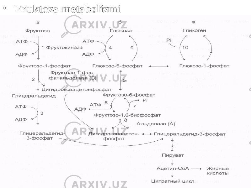 •   Fruktoza metabolizmi 