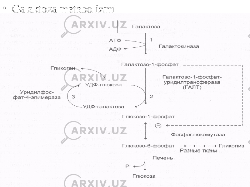 • Galaktoza metabolizmi 