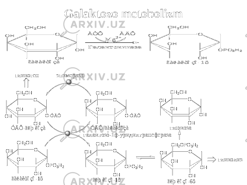 G alaktozo metobolizmгалактозо-1ф -уридилтрансф ераза O H O O PO 3H 2 O H O H C H 2O H ãàëàêòîçî-1ô O O H O -Ó Ä Ô O H O H C H 2O H Ó Ä Ô -ãëþ êîçà O H O O -Ó Ä Ô O H O H C H 2O H Ó Ä Ô -ãàëàêòîçà O H O O PO 3H 2 O H O H C H 2O H ãëþ êîçî-1ô O H O O H O H O H C H 2O PO 3H 2 ãëþ êîçî-6ô гликоген гликолиз глю коза O H O O H O H O H C H 2O H эпим ераза Г а л а к т о к и н а за À Ä Ô À Ò Ô M g 2+ O H O O H O H O H C H 2O H ãà ë à ê òî çà ãà ë à ê òî çî -1 ô O H O O P O 3H 2 O H O H C H 2O H 