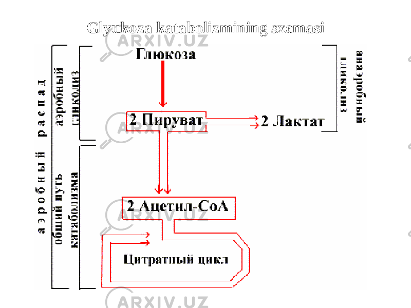 Glyukoza katabolizmining sxemasi 