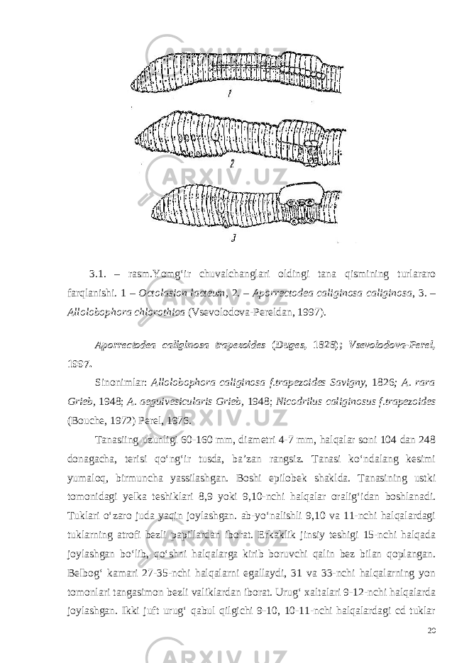 3. 1. – r asm . Yomg‘ir chuvalchanglari oldingi tana qismining turlararo farqlanishi. 1 – Octolasion lacteum, 2. – Aporrectodea caliginosa caliginosa , 3. – Allolobophora chlorothica (Vsevolodova-Pereldan, 1997). Aporrectodea caliginosa trapezoides ( Duges, 1828); Vsevolodova-Perel, 1997. Sinonimlar: Allolobophora caliginosa f.trapezoides Savigny, 1826 ; A. rara Grieb, 1948; A. aeguivesicularis Grieb, 1948; Nicodrilus caliginosus f.trapezoides (Bouche, 1972) Perel, 1976. Tanasiing uzunligi 60-160 mm, diametri 4-7 mm, halqalar soni 104 dan 248 donagacha, terisi qo‘ng‘ir tusda, ba’zan rangsiz. Tanasi ko‘ndalang kesimi yumaloq, birmuncha yassilashgan. Boshi epilobek shaklda. Tanasining ustki tomonidagi yelka teshiklari 8,9 yoki 9,10-nchi halqalar oralig‘idan boshlanadi. Tuklari o‘zaro juda yaqin joylashgan. ab-yo‘nalishli 9,10 va 11-nchi halqalardagi tuklarning atrofi bezli papillardan iborat. Erkaklik jinsiy teshigi 15-nchi halqada joylashgan bo‘lib, qo‘shni halqalarga kirib boruvchi qalin bez bilan qoplangan. Belbog‘ kamari 27-35-nchi halqalarni egallaydi, 31 va 33-nchi halqalarning yon tomonlari tangasimon bezli valiklardan iborat. Urug‘ xaltalari 9-12-nchi halqalarda joylashgan. Ikki juft urug‘ qabul qilgichi 9-10, 10-11-nchi halqalardagi cd tuklar 20 
