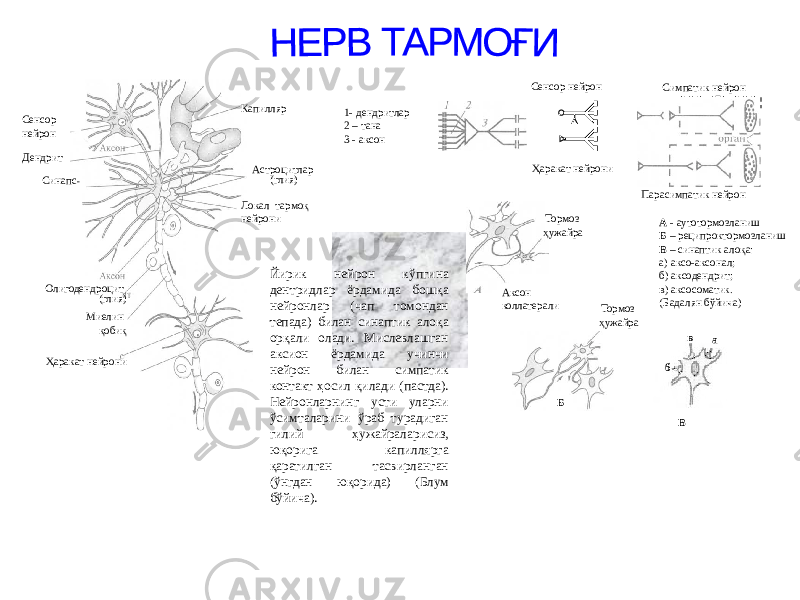 Капилляр Астроцитлар (глия) Локал тармоқ нейрониСенсор нейрон Дендрит Синапс - Олигодендроцит (глия) Миелин қобиқ Ҳаракат нейрони Сенсор нейрон Ҳаракат нейрони Симпатик нейрон Парасимпатик нейрон Тормоз ҳужайра Аксон коллатерали Тормоз ҳужайра Б В в а б1- дендритлар 2 – тана 3 - аксон А - аутотормозланиш Б – реципроктормозланиш В – синаптик алоқа: а) аксо-аксонал; б) аксодендрит; в) аксосоматик. (Бадалян бўйича)Йирик нейрон кўпгина дентридлар ёрдамида бошқа нейронлар (чап томондан тепада) билан синаптик алоқа орқали олади. Мислевлашган аксион ёрдамида учинчи нейрон билан симпатик контакт ҳосил қилади (пастда). Нейронларнинг усти уларни ўсимталарини ўраб турадиган гилий ҳужайраларисиз, юқорига капиллярга қаратилган тасвирланган (ўнгдан юқорида) (Блум бўйича). 