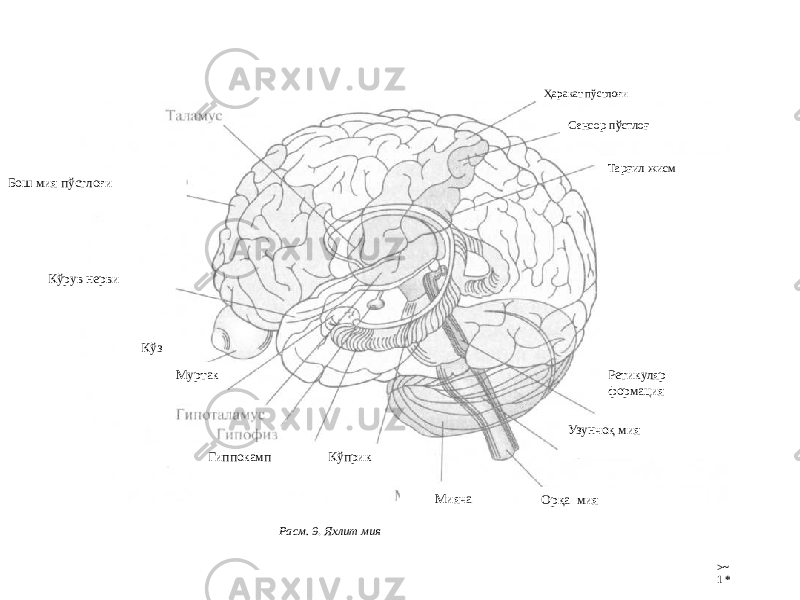Ҳаракат пўстлоғи Расм. 9 . Яхлит мия >~ 1 *Узунчоқ мия Орқа мияКўрув нервиБош мия пўстлоғи МиячаКўз Сенсор пўстлоғ Кўприк Ретикуляр формация Гиппокамп Тарғил жисм Муртак 