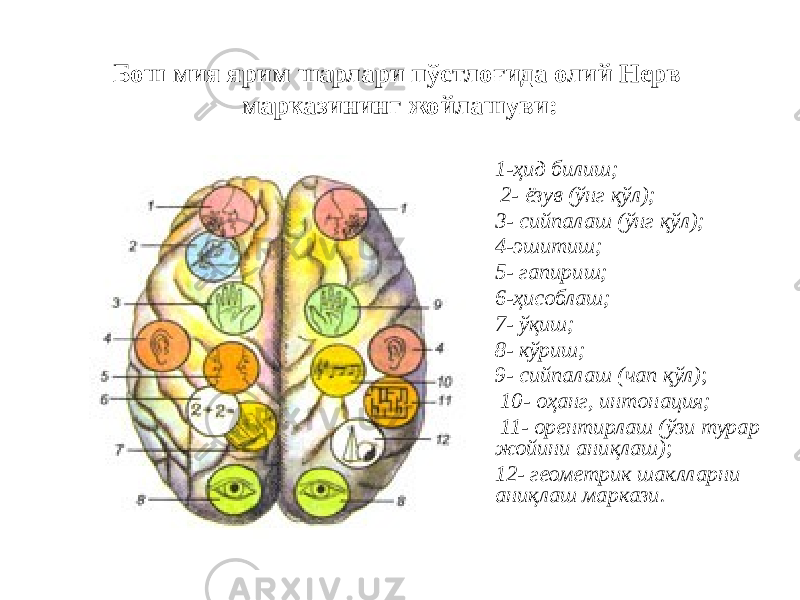 Бош мия ярим шарлари пўстлоғида олий Нерв марказининг жойлашуви: • 1-ҳид билиш; • 2- ёзув (ўнг қўл); • 3- сийпалаш (ўнг қўл); • 4-эшитиш; • 5- гапириш; • 6-ҳисоблаш; • 7- ўқиш; • 8- кўриш; • 9- сийпалаш (чап қўл) ; • 10- оҳанг, интонация; • 11- орентирлаш (ўзи турар жойини аниқлаш) ; • 12- геометрик шаклларни аниқлаш маркази. 