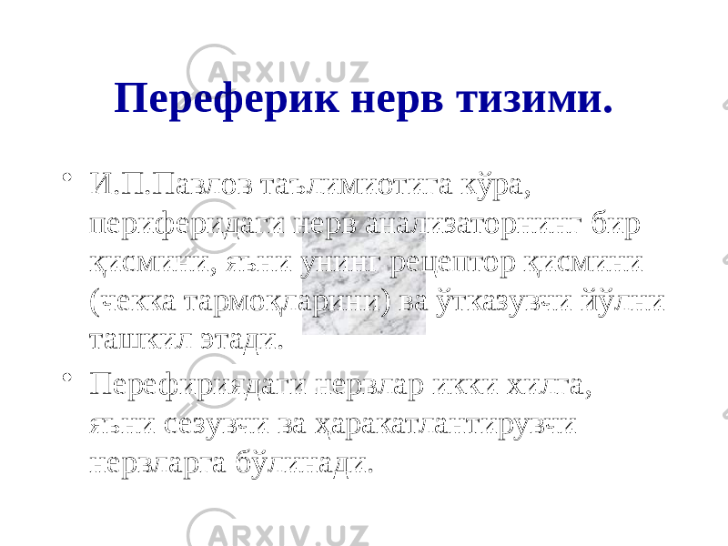 Переферик нерв тизими. • И.П.Павлов таълимиотига кўра, периферидаги нерв анализаторнинг бир қисмини, яъни унинг рецептор қисмини (чекка тармоқларини) ва ўтказувчи йўлни ташкил этади. • Перефириядаги нервлар икки хилга, яъни сезувчи ва ҳаракатлантирувчи нервларга бўлинади. 