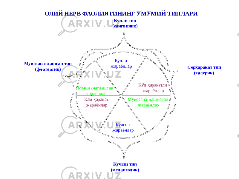 ОЛИЙ НЕРВ ФАОЛИЯТИНИНГ УМУМИЙ ТИПЛАРИ Кучли жараёнлар Кучсиз жараёнларМувозанатлашган жараёнлар Кўп ҳаракатли жараёнлар Кам ҳаракат жараёнлар Мувозанатлашмаган жараёнларКучли тип (сангвиник) Серҳаракат тип (халерик)Мувозанатлашган тип (флегматик) Кучсиз тип (меланхолик) 