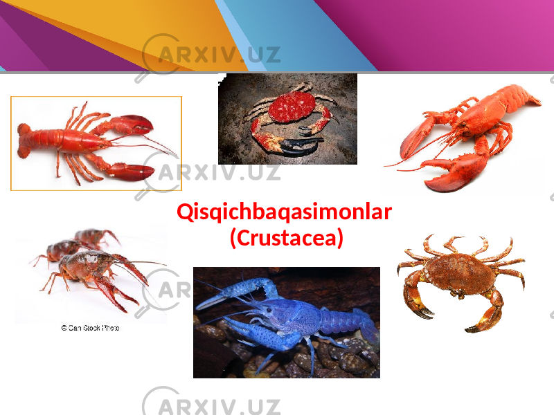 Qisqichbaqasimonlar (Crustacea) 