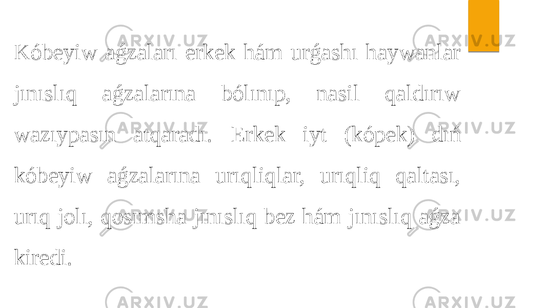 Kóbeyiw aǵzaları erkek hám urǵashı haywanlar jınıslıq aǵzalarına bólınıp, nasil qaldırıw wazıypasın atqaradı. Erkek iyt (kópek) dıń kóbeyiw aǵzalarına urıqliqlar, urıqliq qaltası, urıq jolı, qosımsha jınıslıq bez hám jınıslıq aǵza kiredi. 